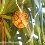 An orange Fruit, very Pineapple-like in a Palm Tree