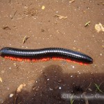 An up to 10inches long, shiny black Millipad with orange legs