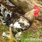 Pretty Rooster
