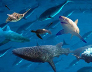 400x314-giantsharks.org